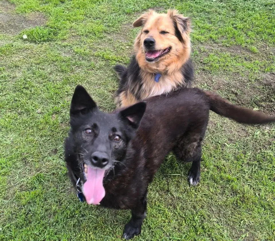 Пожилые безобидные собаки.