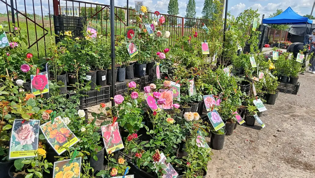 04.06.2025 год. Центральный глусский рынок.