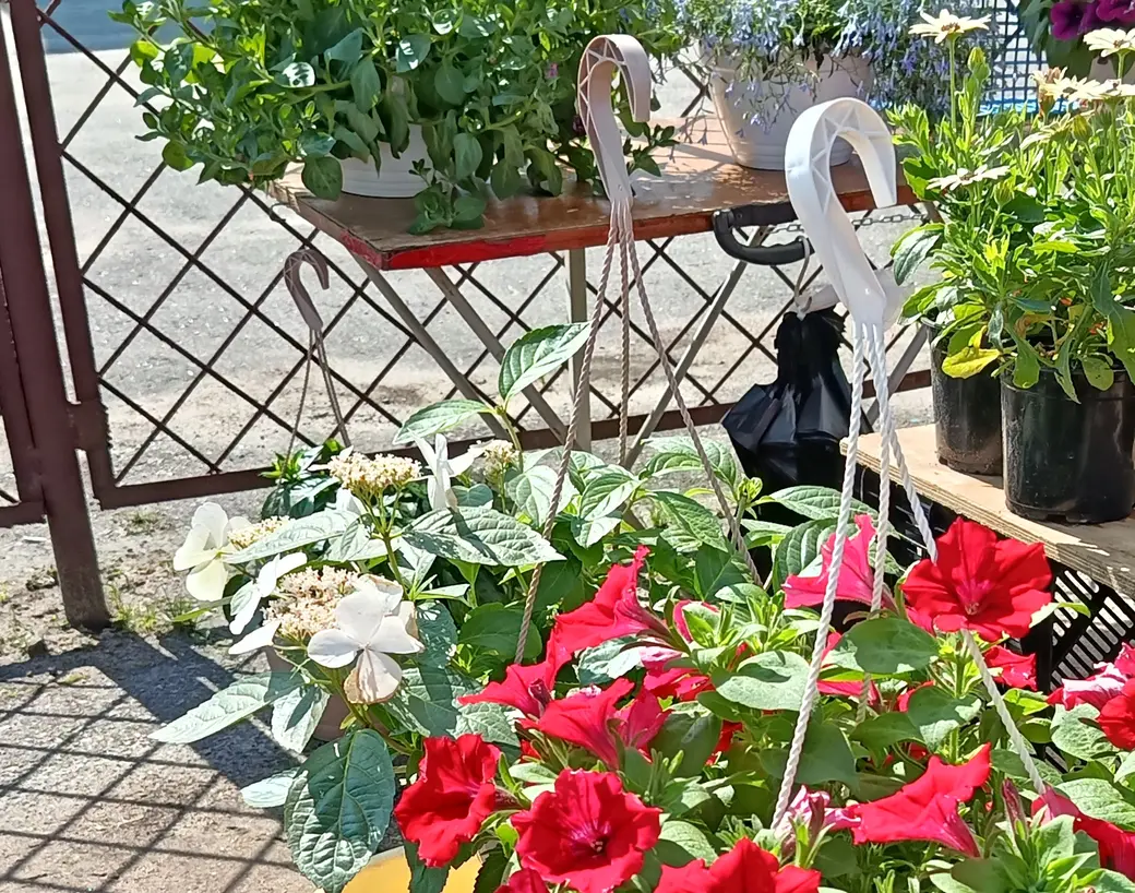 04.06.2025 год. Центральный глусский рынок. Самый дорогой цветок в кашпо – белая гортензия «Сбежавшая невеста».