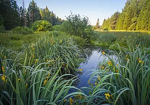 Солнечно и до 28 градусов тепла: какой будет погода в Могилеве 5 июня