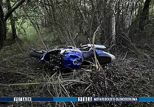 Мотоцикл столкнулся с лосем в Глусском районе. Водитель погиб на месте