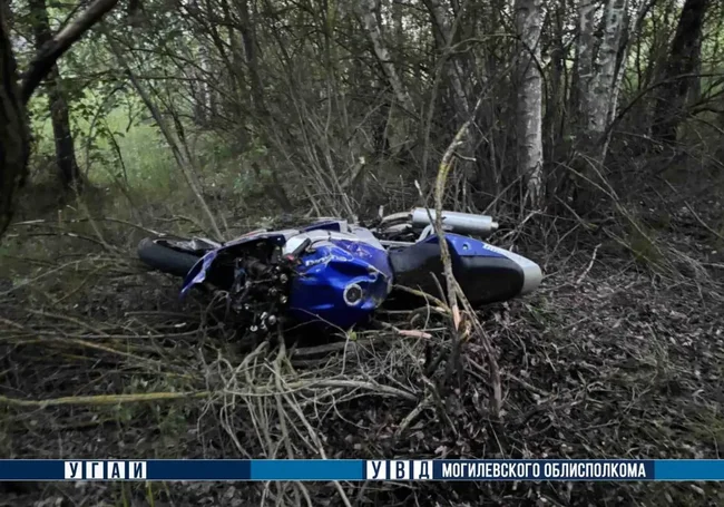 Мотоцикл столкнулся с лосем в Глусском районе. Водитель погиб на месте