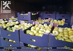 105 тонн яблок и груш без документов пытались вывезти из Беларуси в Россию
