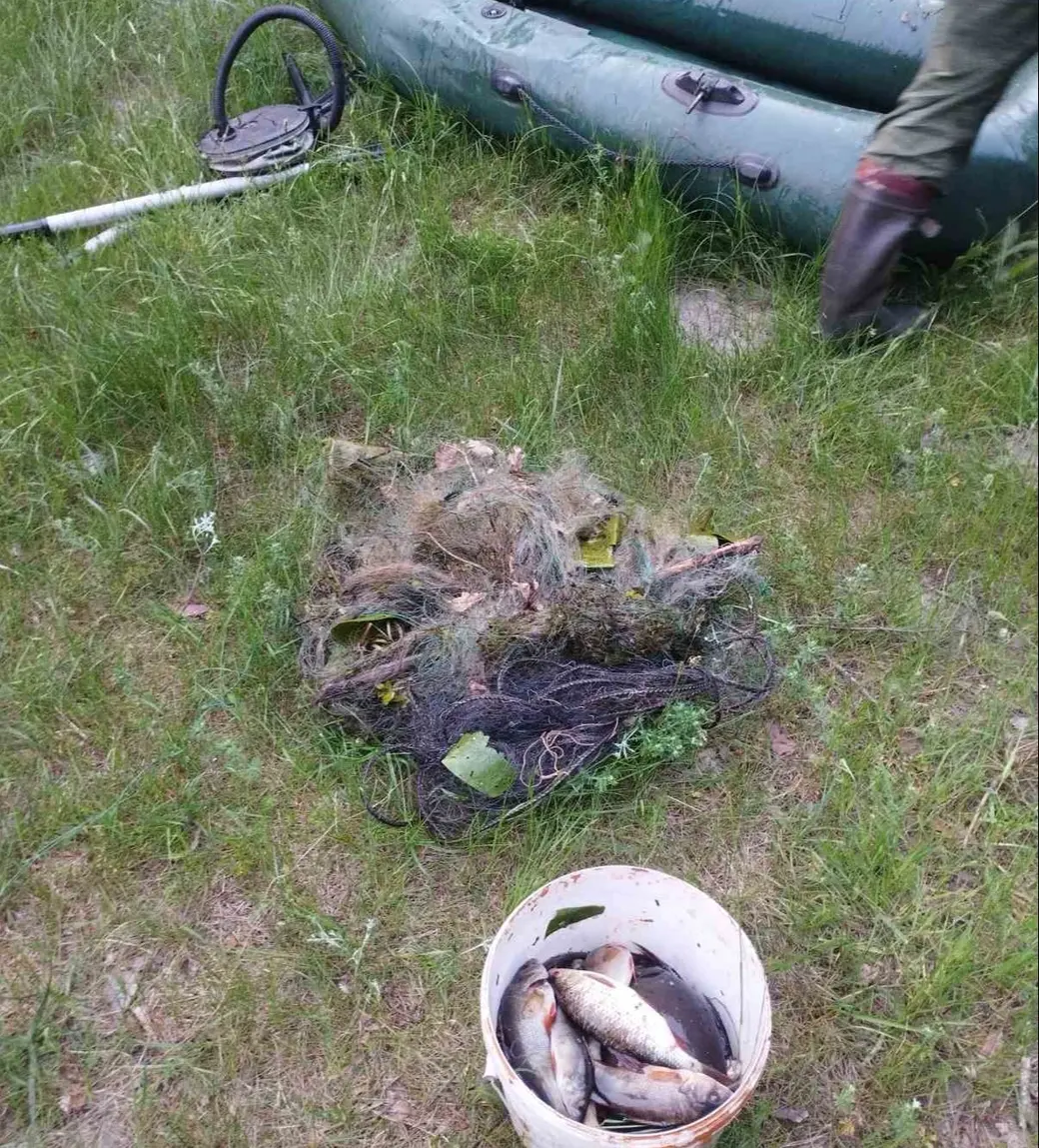 4.06.2025 год. На реке Березина в Кличевском районе. Фото Бобруйской межрайонной инспекции охраны животного и растительного мира.