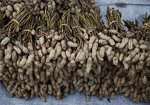 Выращиваем арахис на даче