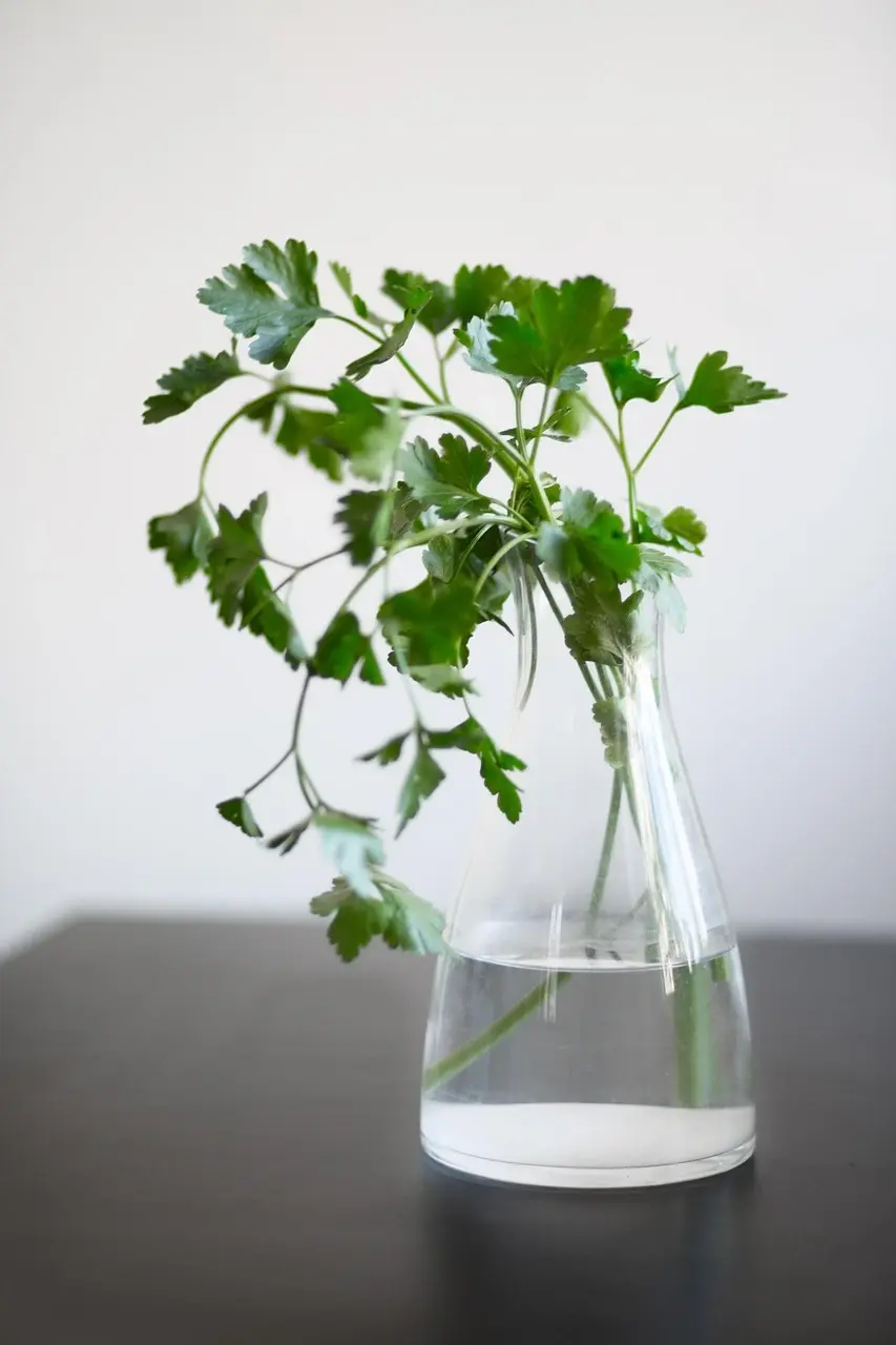 Зелень в кувшине. Фото pixabay.com.