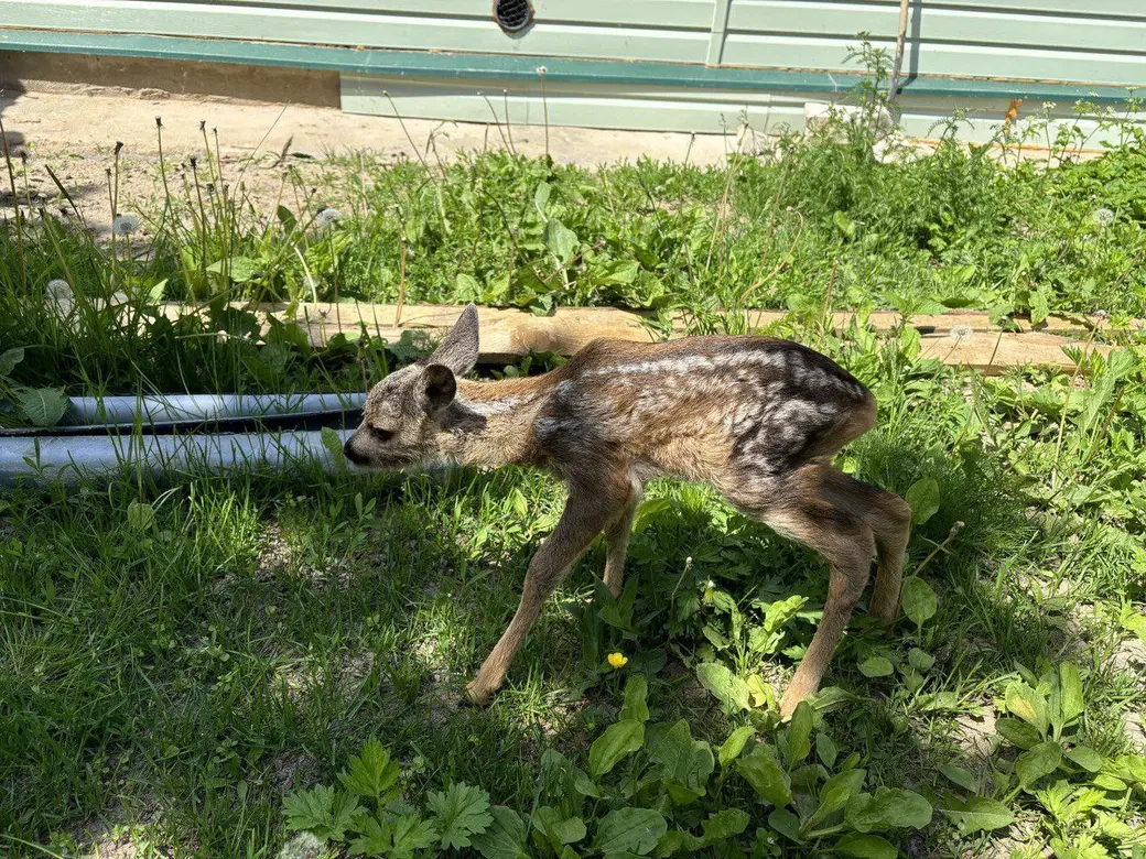 Чаусы. Детеныш косули. Фото ТК-Могилевприрода.