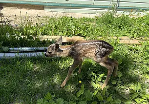 Жители Чаус спасли косуленка от лисы. Малыша передадут в Могилевский зоосад