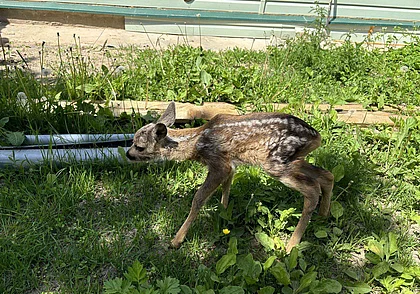 Жители Чаус спасли косуленка от лисы. Малыша передадут в Могилевский зоосад