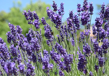 Ветрено, но без дождей: какой будет погода в Могилеве 9 июня