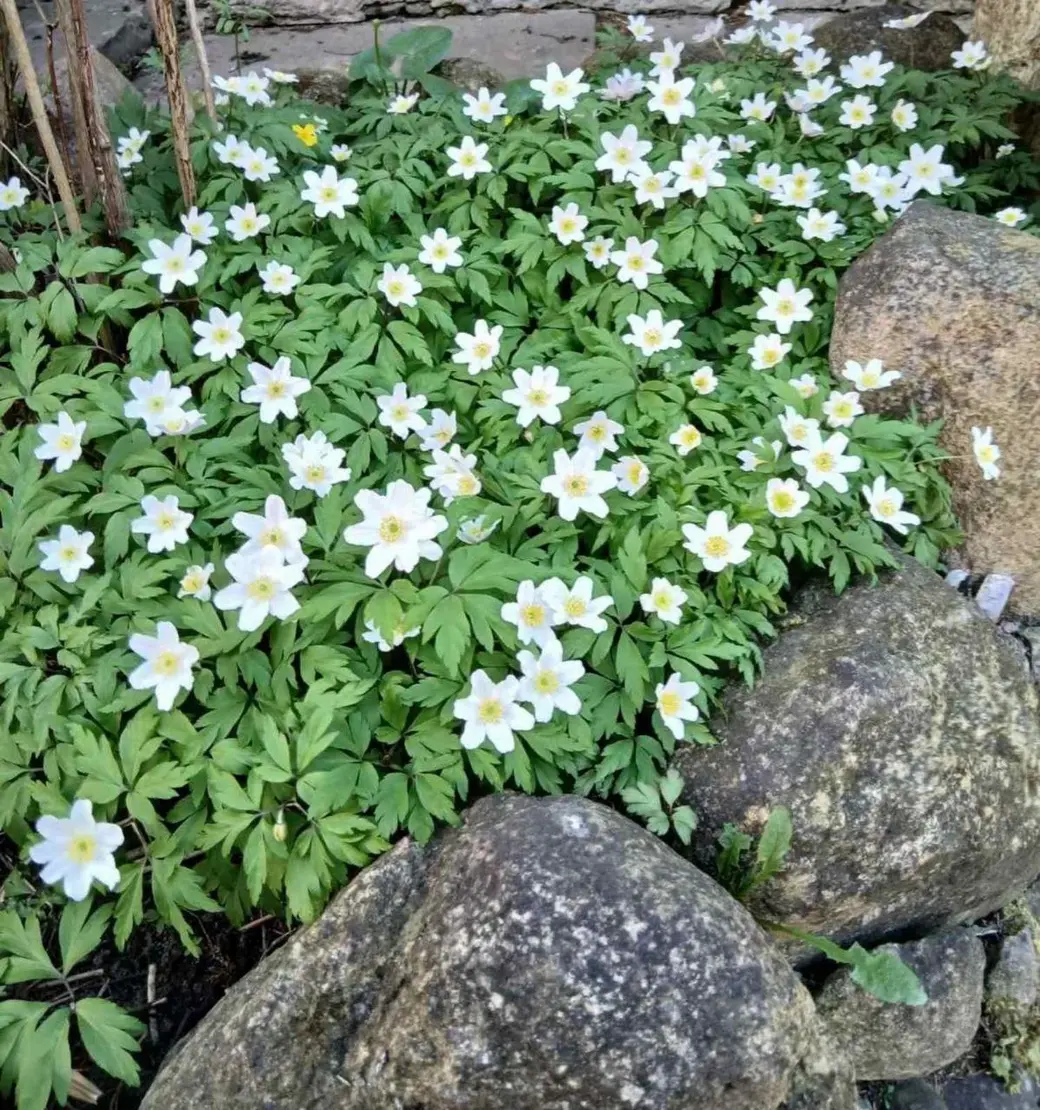 Апрель 2025 года. Дача на станции Понизов Могилевской области. Ветреница дубравная растет в приствольном круге чубушника вечного.