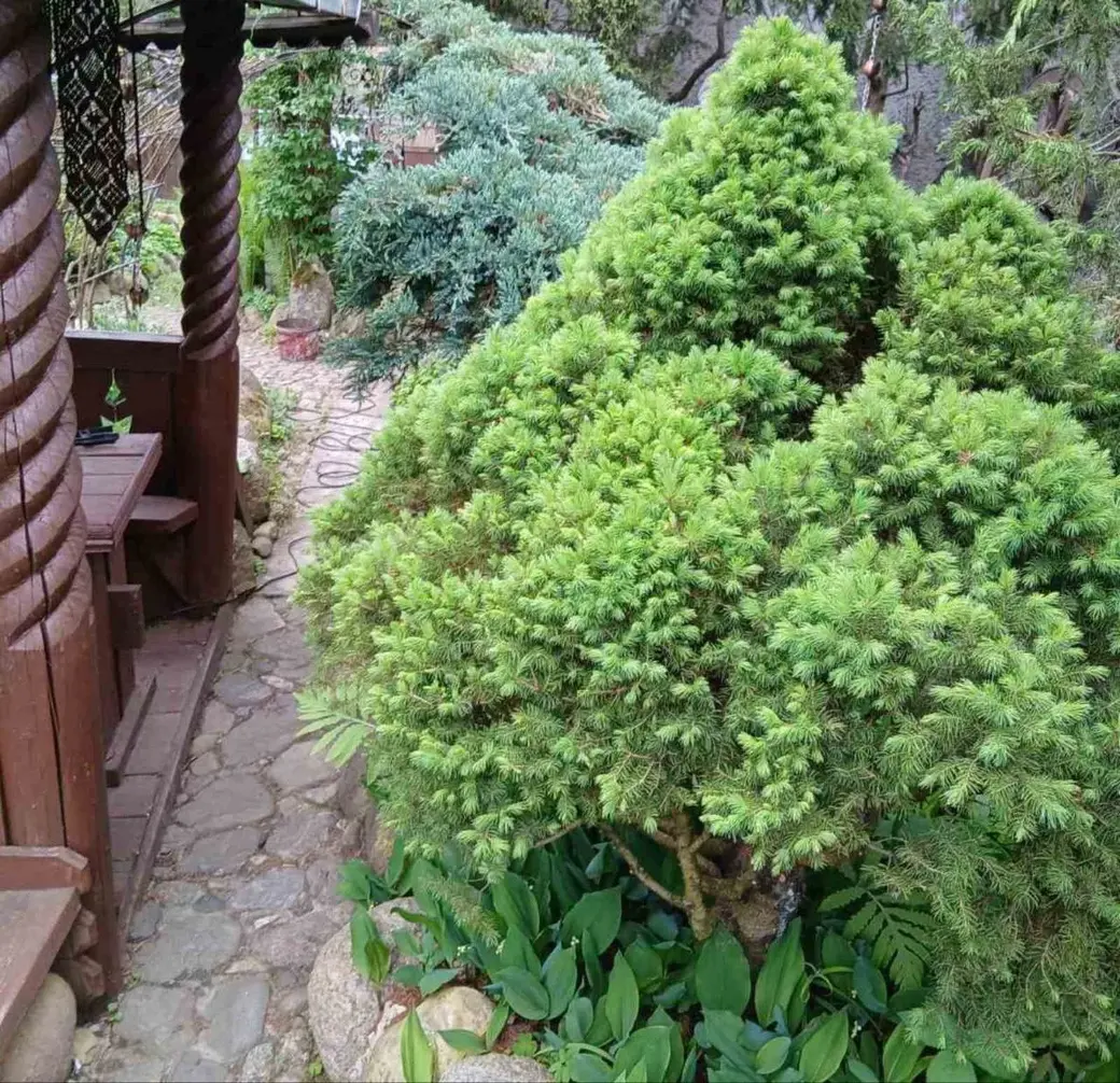 Май 2025 года. Дача на станции Понизов Могилевской области. Ель канадская Коника. В приствольном круге ландыш майский. Уходить не собирается.