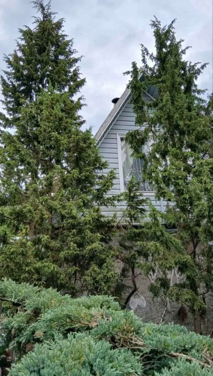 Апрель 2025 года. Дача на станции Понизов Могилевской области. Можжевельники обыкновенные из леса. На переднем плане можжевельник чешуйчатый Блю Карпет.