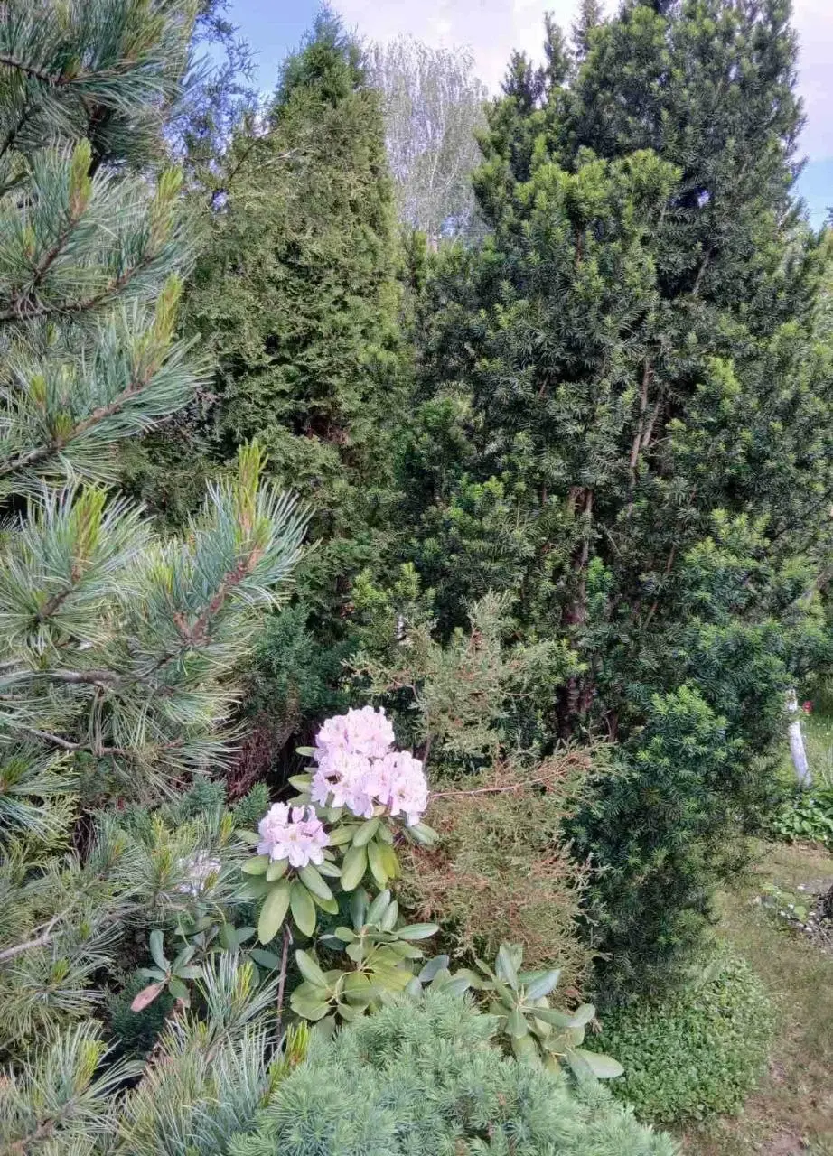 Июнь 2025 год. Дача на станции Понизов Могилевской области. Тис ягодный, сосна кедровая, рододендрон Сен Мишель.