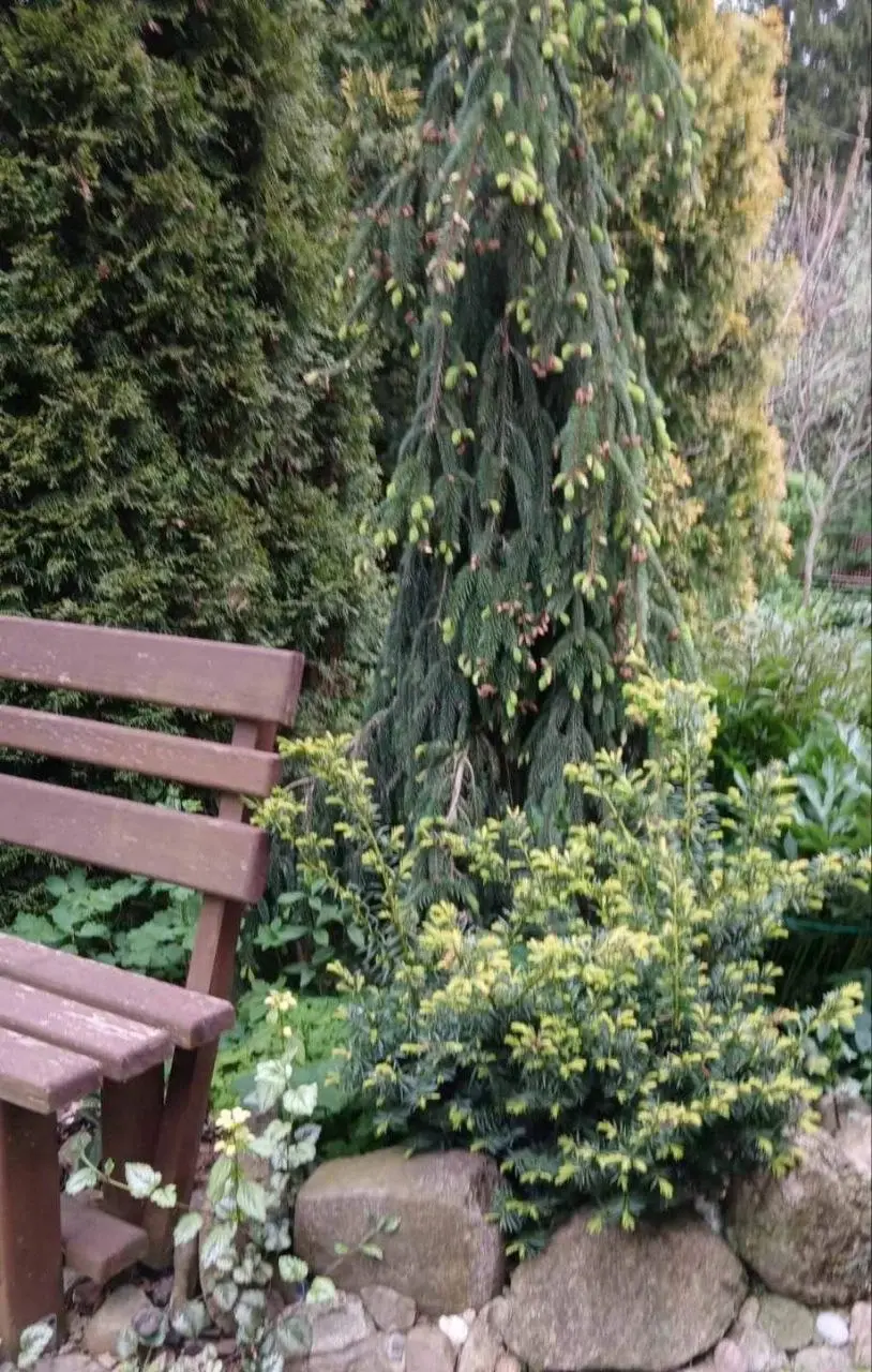 Апрель 2025 года. Дача на станции Понизов Могилевской области. Туя западная Брабант, ель обыкновенная Инверса, тис средний.