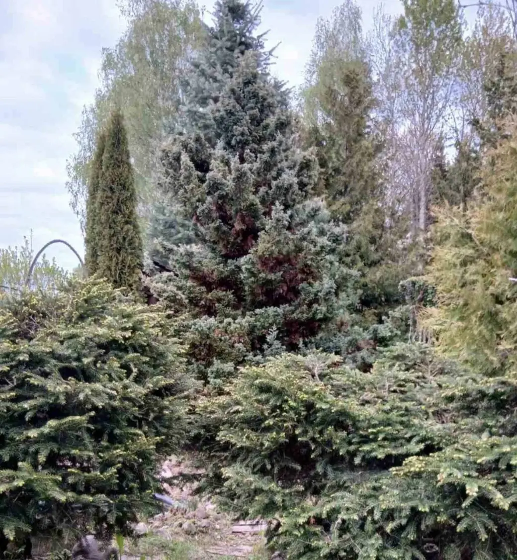 Апрель 2025 года. Дача на станции Понизов Могилевской области. Туя западная Смарагд, туя западная Брабант Голд, кипарисовик горохоплодный Буливар, ель обыкновенная