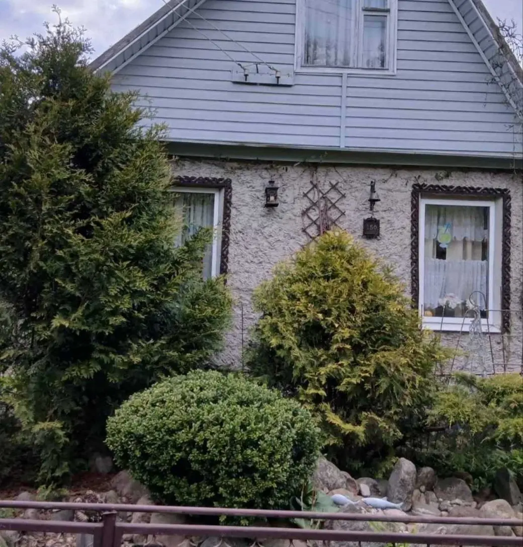 Апрель 2025 года. Дача на станции Понизов Могилевской области. Туя западная Брабант Голд, туя западная Юрабант, можжевельник казацкий, самшит вечнозеленый.