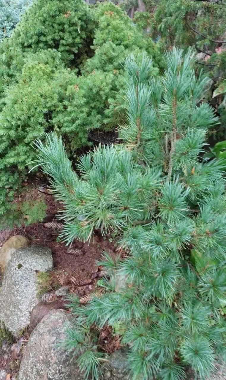 Апрель 2025 года. Дача на станции Понизов Могилевской облаасти. Сосна горная Тугус, ель канадская Коника. Мульча - сосновая кора и шишки.