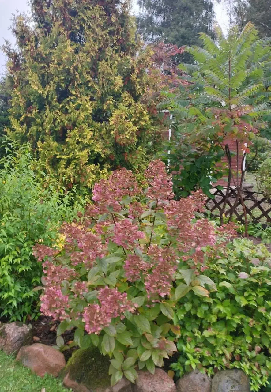 Октябрь 2024 года. Дача на станции Понизов Могилевской области. Керия японская, гортензия древовидная Ванилла Фрейз, вейгела ранняя. На заднем плане туя западная Брабант