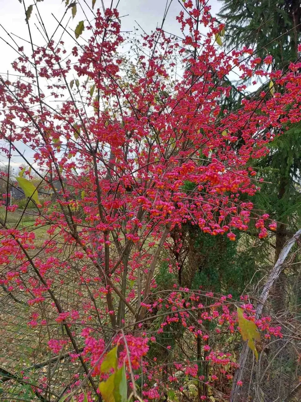 Октябрь 2024 года. Дача на станции Понизов Могилевской области. Бересклет европейский, ель обыкновенная из леса.