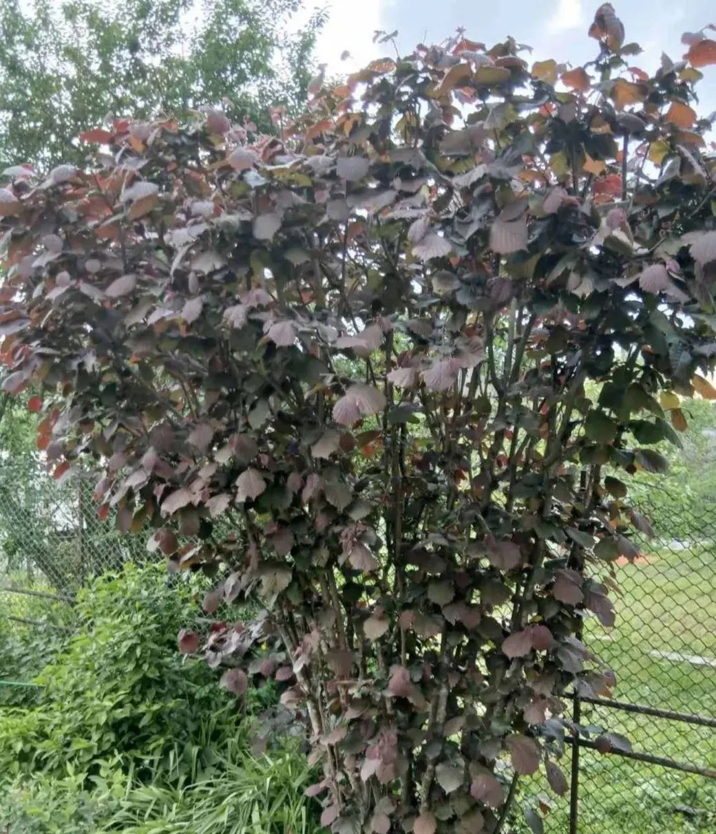 Апрель 2025 года. Дача на станции Понизов Могилевской области. Лещина обыкновенная Фускорубра, традесканция садовая Литл Долл.