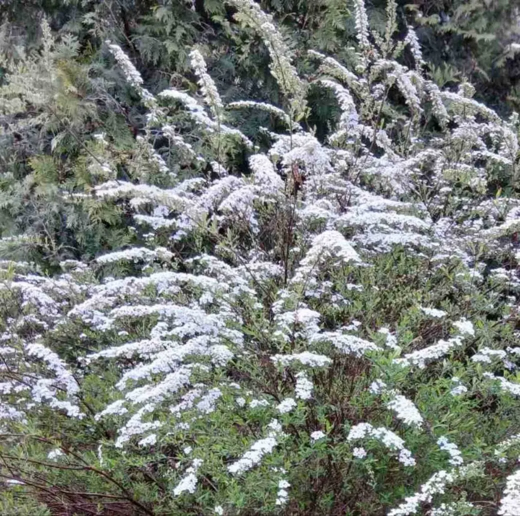 Май 2025 года. Дача на станции Понизов Могилевской области. Спирея серая Грефшейм.