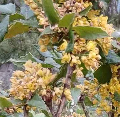 Май 2025 года. ача на станции Понизов Могилевской области. Магония падуболистная.