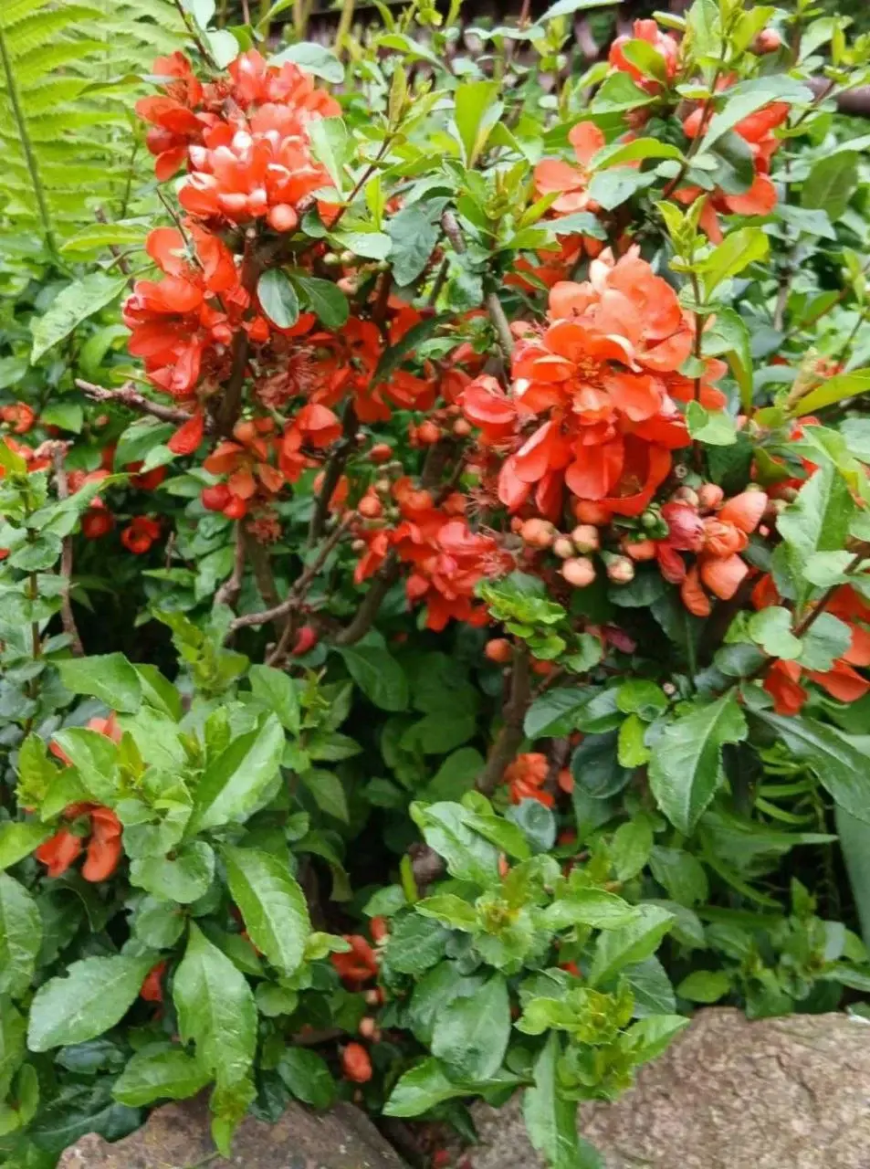 Май 2025 года. Дача на станции Понизов Могилевской области. Айва японская Клементина.