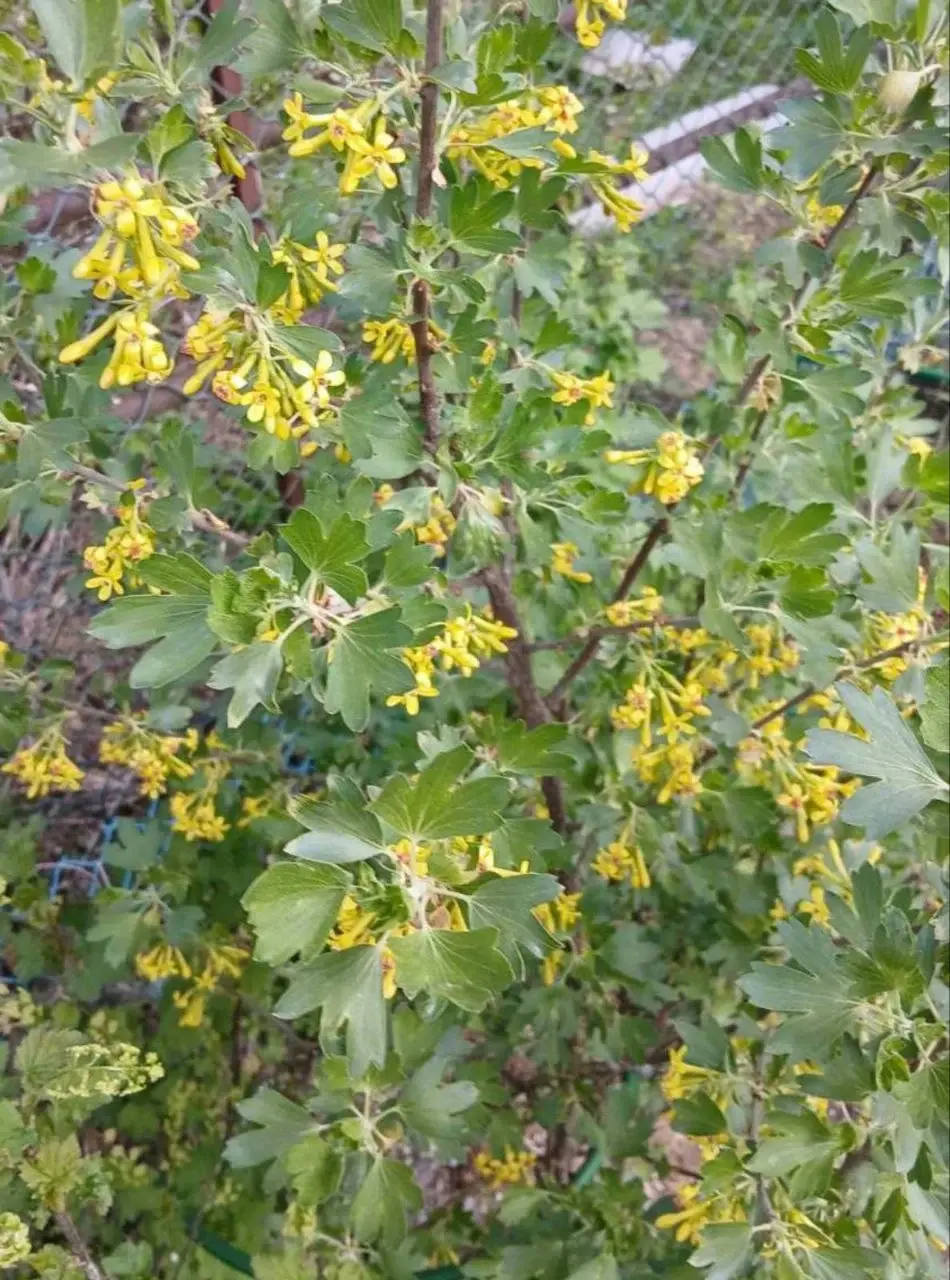 Май 2025 года. Дача на станции Понизов Могилевской области. Смородина золотистая Венера.