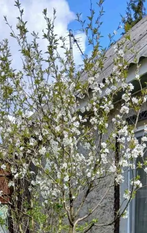 Май 2025 года. Дача на станции Понизов Могилевской области. Вишня цветет.