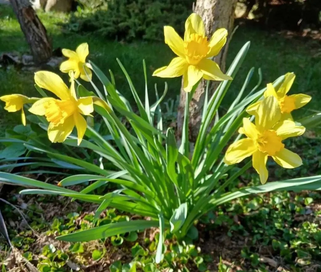 Май 2025 года. Дача на станции Понизов Могилевской области. Нарцисс Голден Харвест.