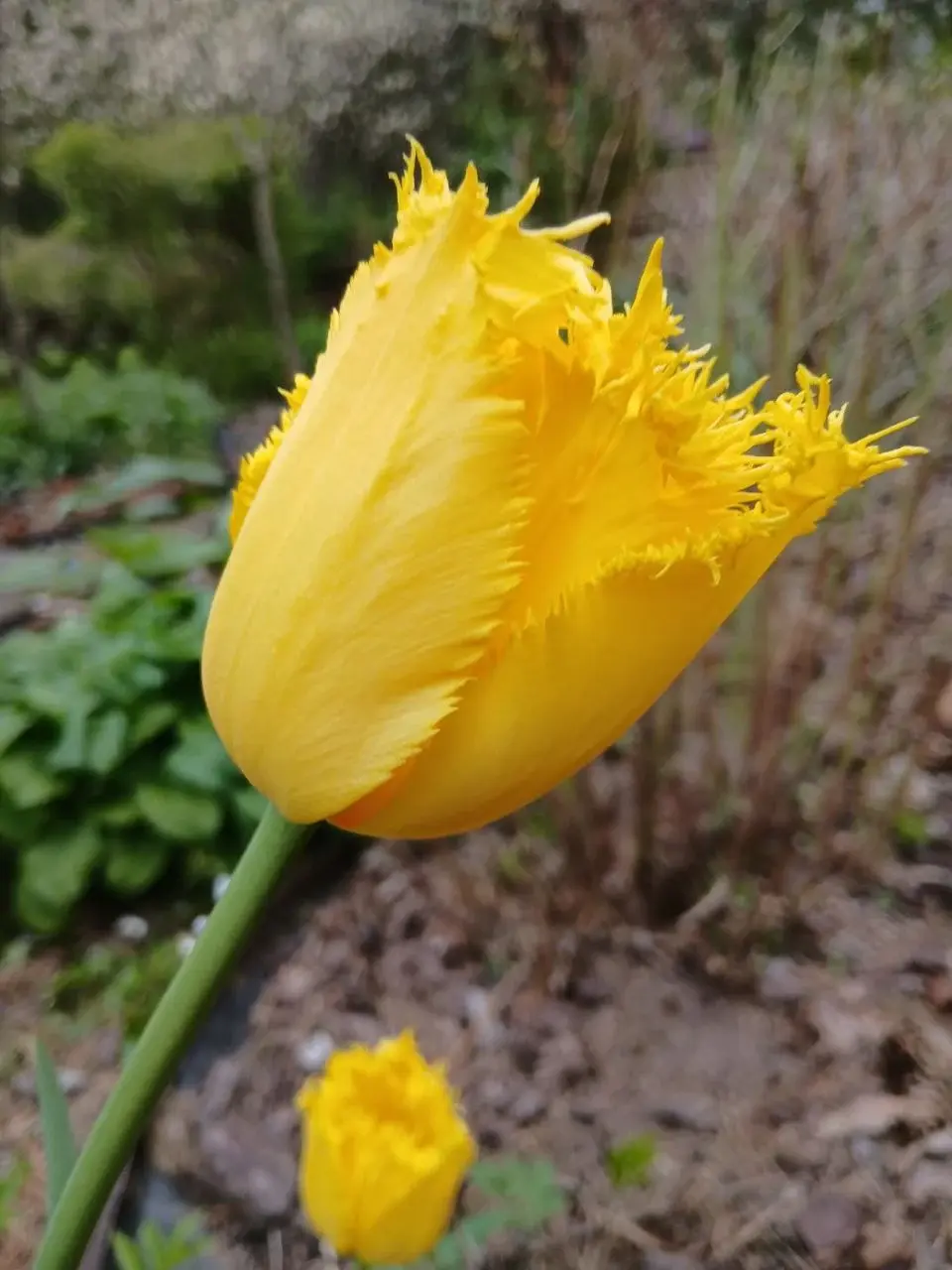 Май 2025 года. Дача на станции Понизов Могилевской области. Ботанический тюльпан.