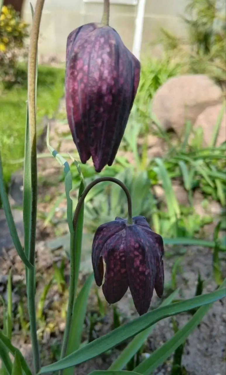 Май 2025 года. Дача на станции Понизов Могилевской области. Рябчик шахматный.