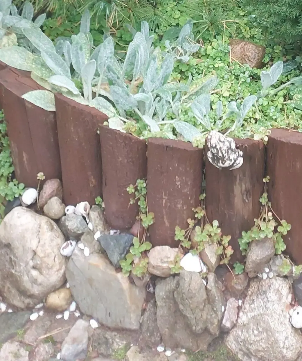 Октябрь 2024 года. Дача на станции понизов Могилевской области. Чистец шерстистый.