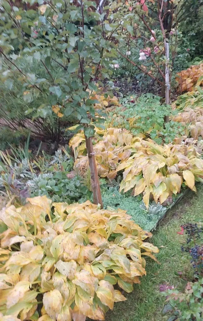 Октябрь 2024 года. Дача на станции Понизов Могилевской области. Хосты прекрасны в любую погоду.