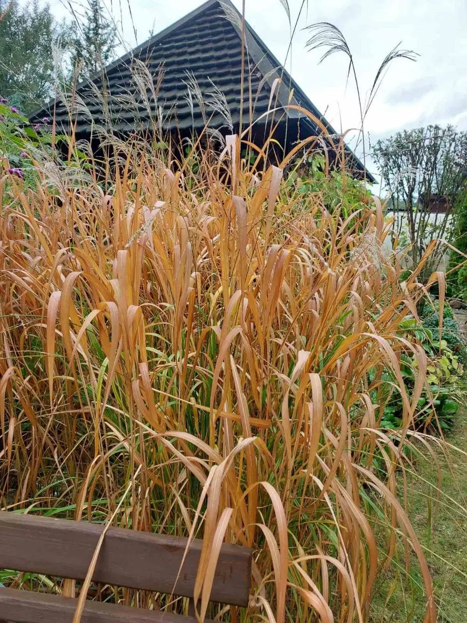 Октябрь 2024 года. Дача на станции Понизов Могилевской области. Мискантус сахароцветный.