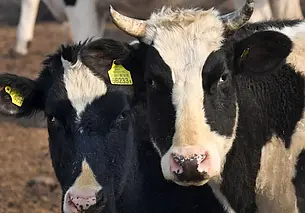 Падеж скота на Витебщине: более 180 коров погибло в Докшицком районе