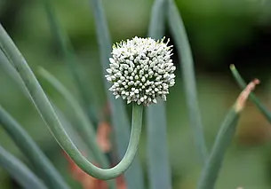 Лук ушел в стрелку? Есть способ его спасти после стрелкования