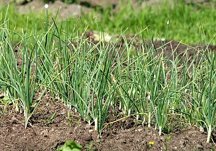 Народные средства против луковой мухи
