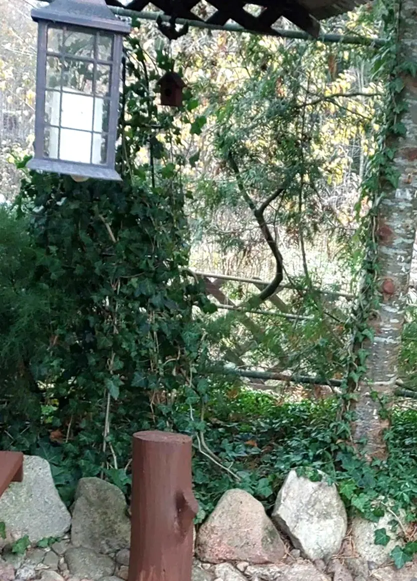 Октябрь 2024 года. Дача на станции Понизов Могилевской области. На перголе растет плющ обыкновенный (зимует без укрытия), поднимается по стволу пихты европейской.