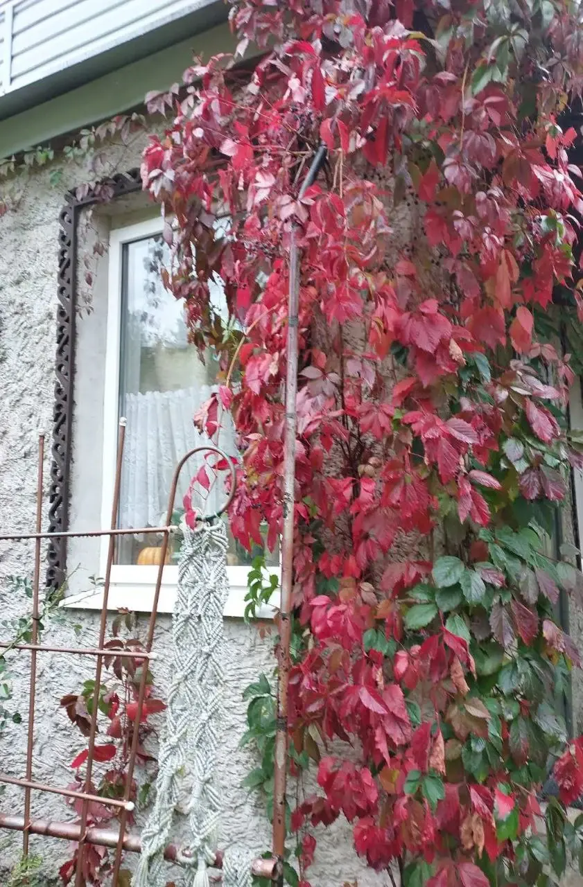 Октябрь 2024 года. Дача на станции Понизов Могилевской области. Девичий виноград оплел стену дома (в таком виде уже 25 лет). Стена не пострадала. Видны вертикательные