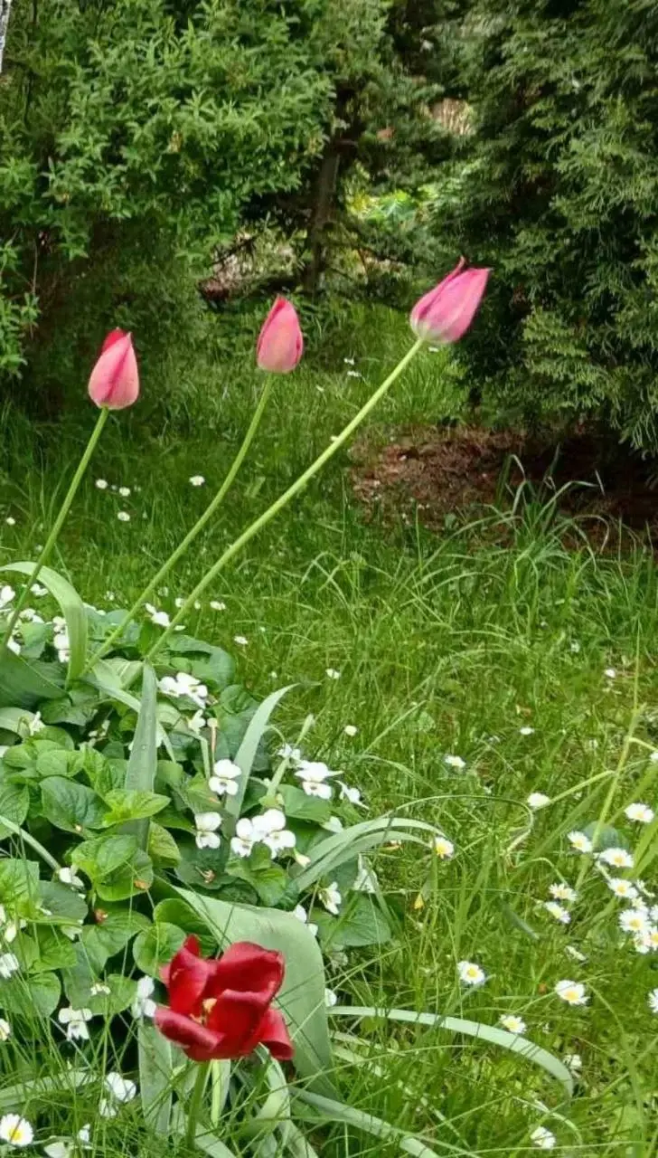 Май 2025 года. Дача на станции Понизов Могилевской области. Лужок в иае: маргаритки среди луговых злаков, в приствольном круге фиалка садовая, а также ботанические