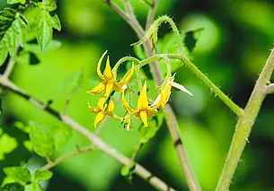Суперкоктейль для томатов: народная подкормка, от которой лучше завязываются плоды