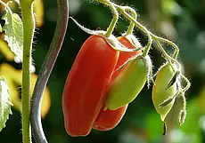 Почему на томатах много пустоцветов? Разбираемся