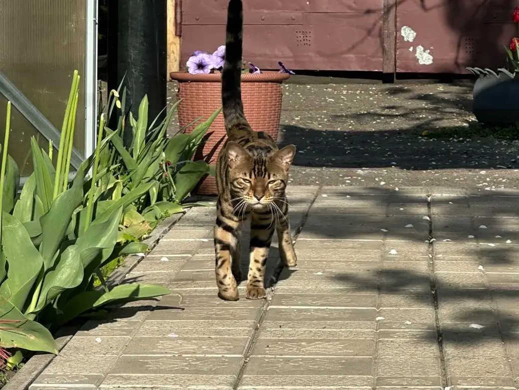 Симба на прогулке.