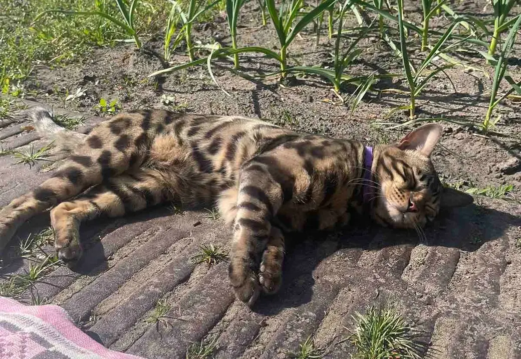 Симба отдыхает.