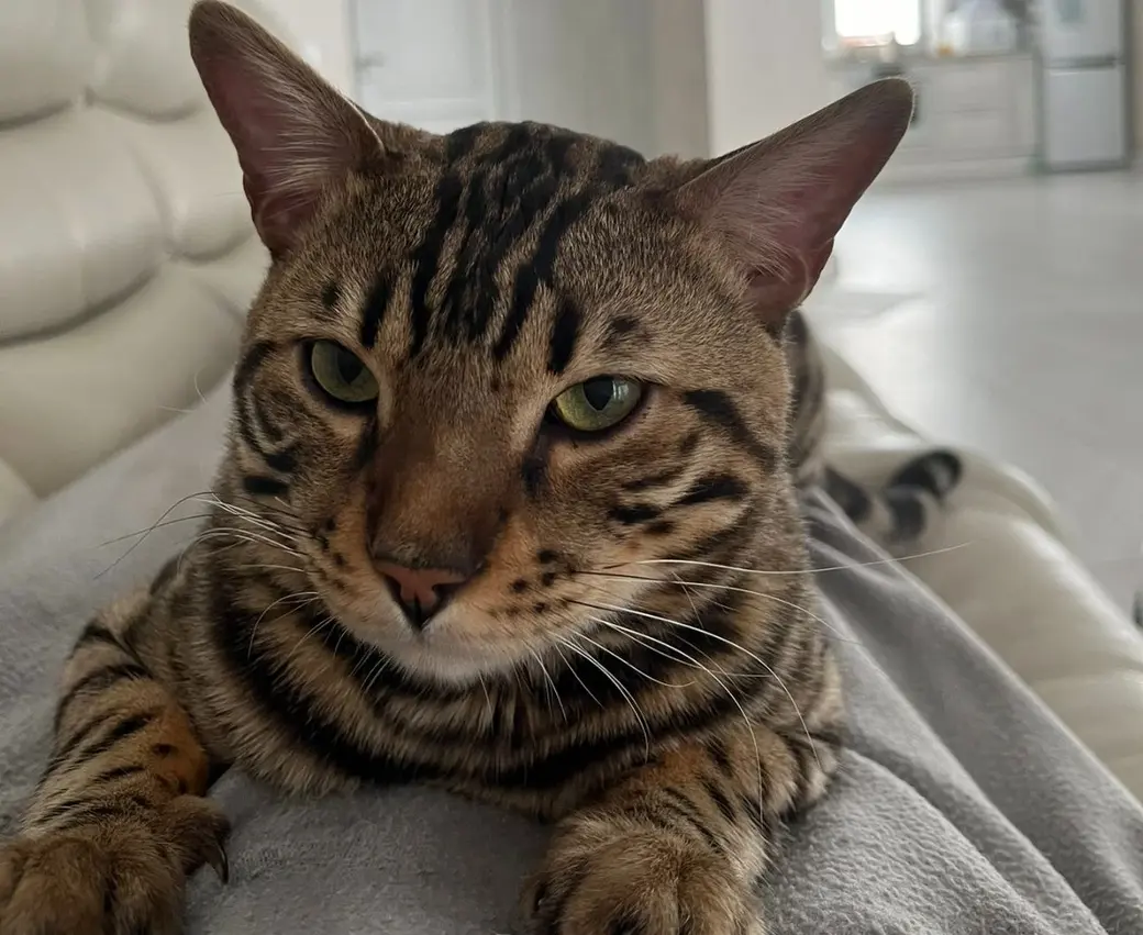 «Аристократы не для того, чтобы мышей ловить». У бобруйчан живет кот редкой породы