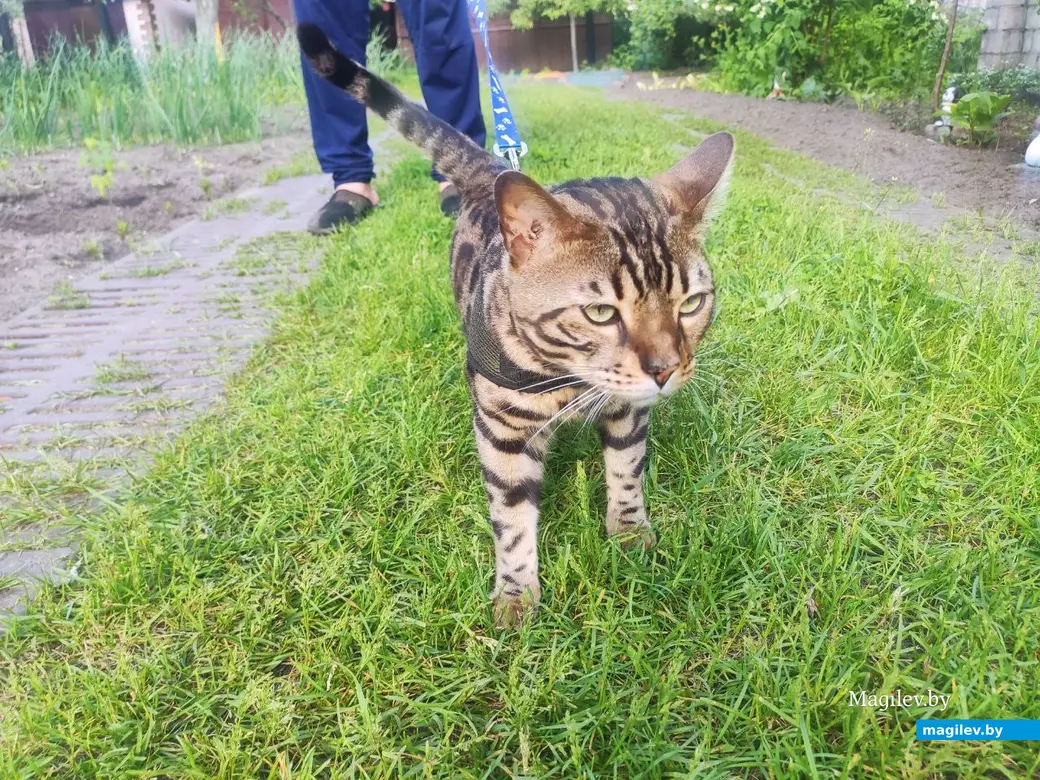 Симба на прогулке.