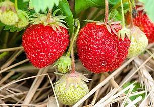 Почему клубника мелкая?