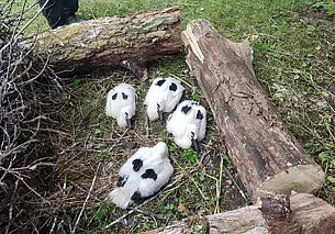 Под Бобруйском спасли аистят, выпавших из гнезда. Их доставили в Могилевский зоосад
